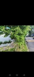 Ang Mo Kio Avenue 5 (D20), Terrace #496398861